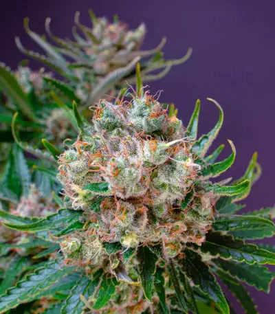 Strawberry Lemonade feminisierte Samen (Barney’s Farm)