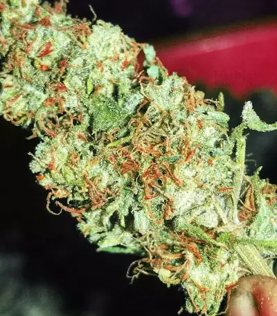 THC Bomb (Bomb Seeds) Cannabis-Samen