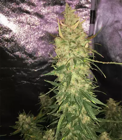 Trans Siberian Auto (Auto Seeds) Cannabis-Samen