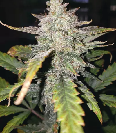 Original Auto Chemdawg (Fast Buds) Cannabis-Samen