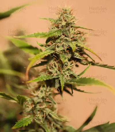 Shiva Skunk Automatic (Sensi Seeds) Cannabis-Samen