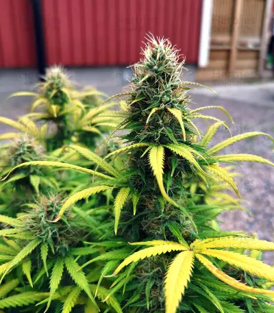 Original Auto Critical (Fast Buds) Cannabis-Samen