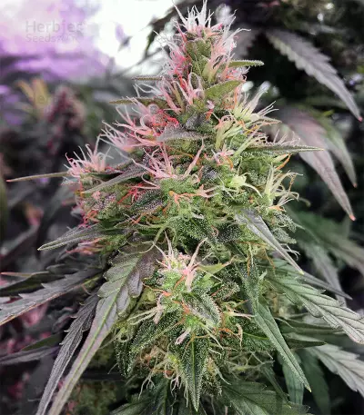 AK420 (Seedstockers) Cannabis-Samen