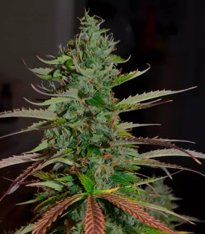 Auto Banana Blaze (Dutch Passion) Cannabis-Samen