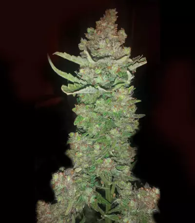 Buddha Magnum Auto regular (Buddha Seeds) Cannabis-Samen