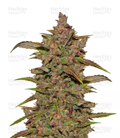 Crystal METH Auto (Fast Buds) Cannabis-Samen