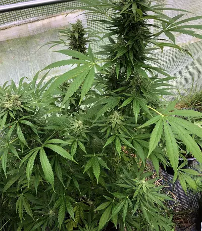 Diesel Auto (G13 Labs) Cannabis-Samen