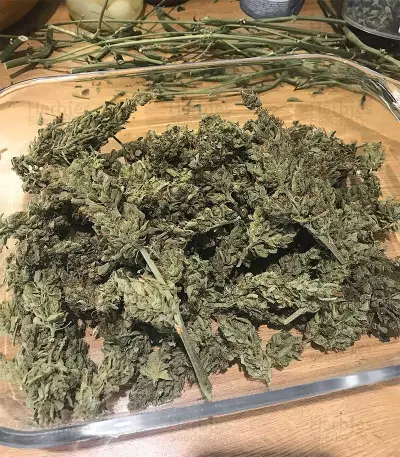 Dr. Grinspoon (Barney's Farm) Cannabis-Samen