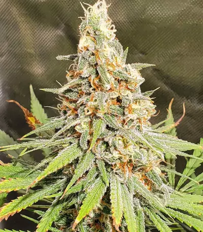 Gorilla Cookies (Big Head Seeds) Cannabis-Samen