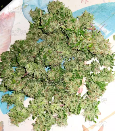 Hindu Kush (Sensi Seeds) Cannabis-Samen