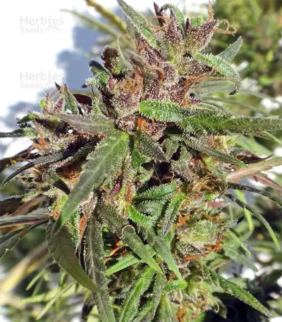 Honduras Regular (Ace Seeds) Cannabis-Samen