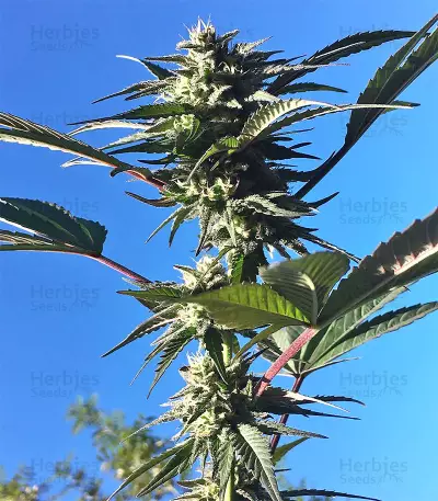Kali China (Ace Seeds) Cannabis-Samen