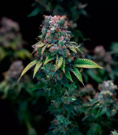 Kali Dog (RQS) Cannabis-Samen