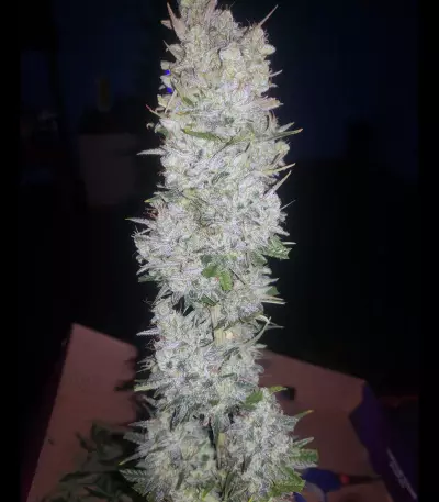 LSD Auto (Barney's Farm) Cannabis-Samen