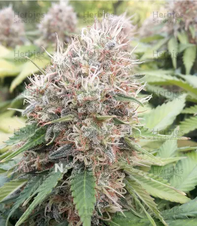 Northern Lights (Sensi Seeds) Cannabis-Samen