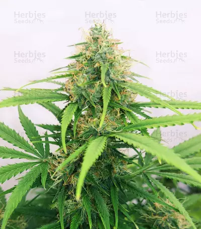 Orange Buddy Auto-Samen (Herbies Seeds)