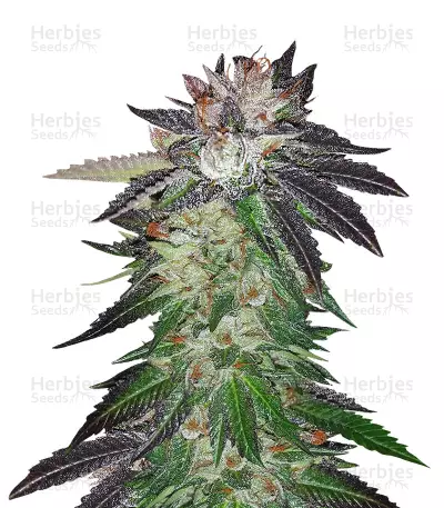 Purple OG#18 (Reserva Privada) Cannabis-Samen