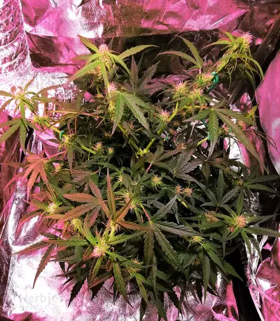 Purple Punch Autoflower (Seedstockers) Cannabis-Samen