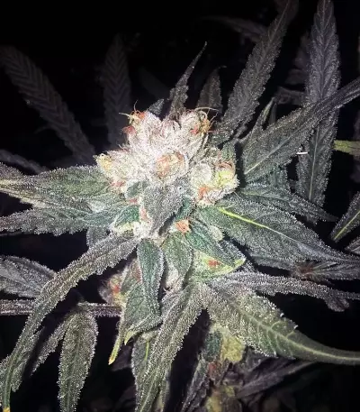 Sour Tangie (Reserva Privada) Cannabis-Samen