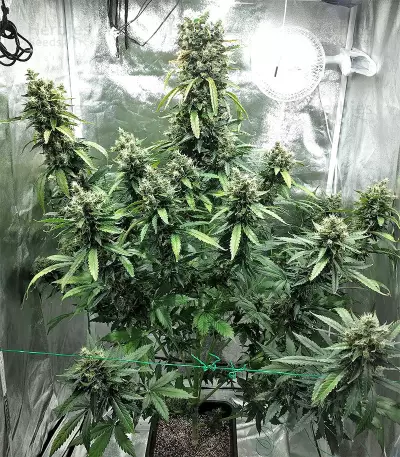 Super Skunk (Seedstockers) Cannabis-Samen