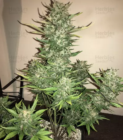 Tangie'matic Auto feminisierte Samen (Fast Buds)