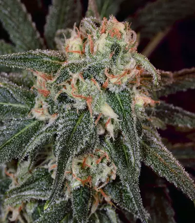 Thin Mint Crack (Seedstockers) Cannabis-Samen