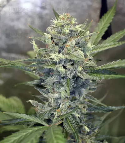 Wedding Cake Auto (Original Sensible Seeds) Cannabis-Samen
