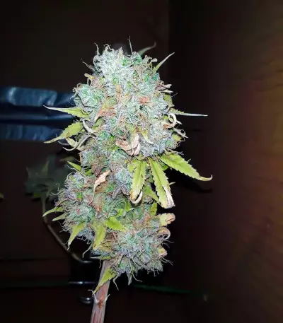 Z Glue (Expert Seeds) Cannabis-Samen