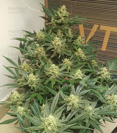Original Afghan Kush Auto feminisiertes Saatgut (Fast Buds)