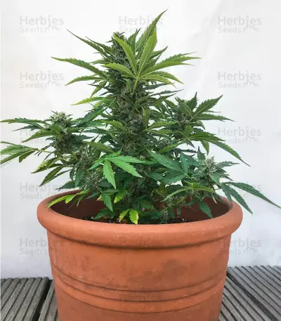 Auto Desfran strain