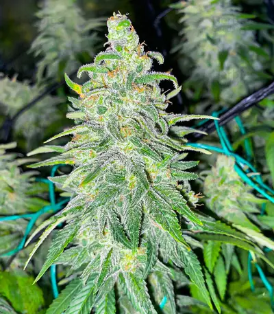 Dozy Whale feminisierte Samen (AlphaFem Seeds)