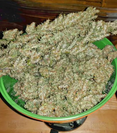 Dream Berry (Female Seeds) Cannabis-Samen