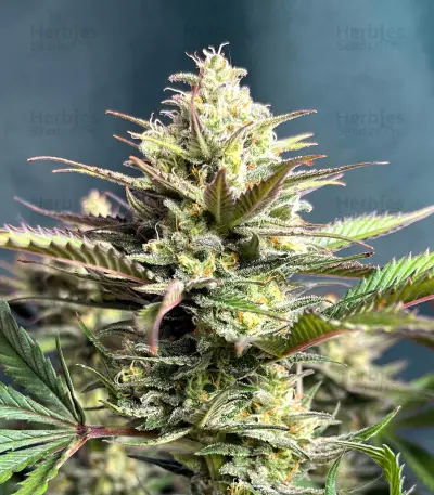 GG4 Sherbet Fast Flowering (Fast Buds)