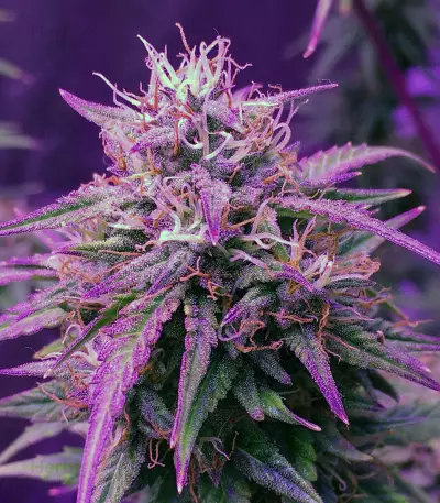 Girl Scout Cookies Auto (Auto Seeds) Cannabis-Samen