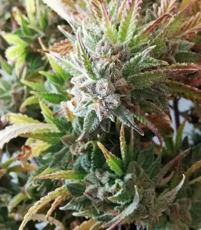 Girl Scout Cookies Autoflower (Seedstockers) Cannabis-Samen