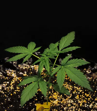 Glue Gelato Auto (Barney's Farm) Cannabis-Samen