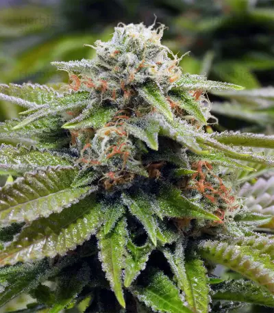 Gorilla Breath (Humboldt Seeds Organization) Cannabis-Samen