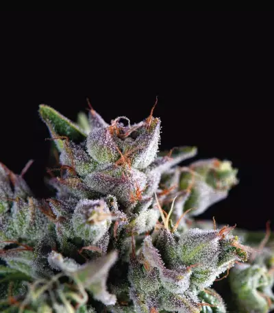 Gorila (Pyramid Seeds) Cannabis-Samen