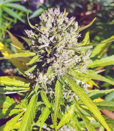 Kalashnikova Auto (GHS) Cannabis-Samen