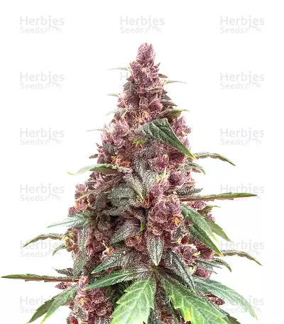 Keepers OG Autoflower feminisierte Samen (Seedkeepers)