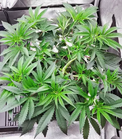 Kush 'N' Cookies CBD (Garden of Green Seeds) Cannabis-Samen