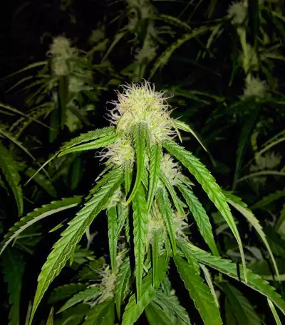 Mango Bubble Cloud (Dr. Krippling Seeds) Cannabis-Samen