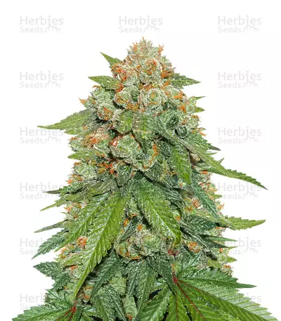 Maple Sherbet (Seedstockers) Cannabis-Samen