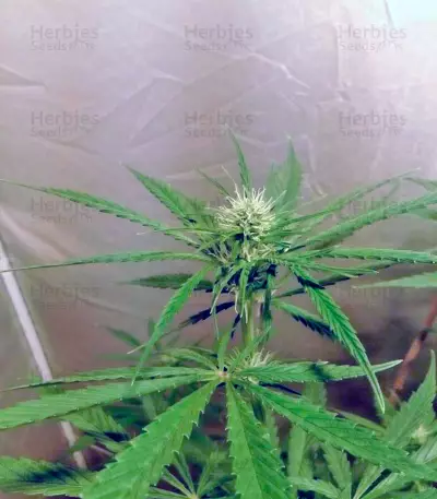 NL5 Haze Mist (GHS) Cannabis-Samen