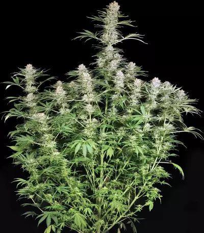 Ortega Indica (Dutch Passion) Cannabis-Samen