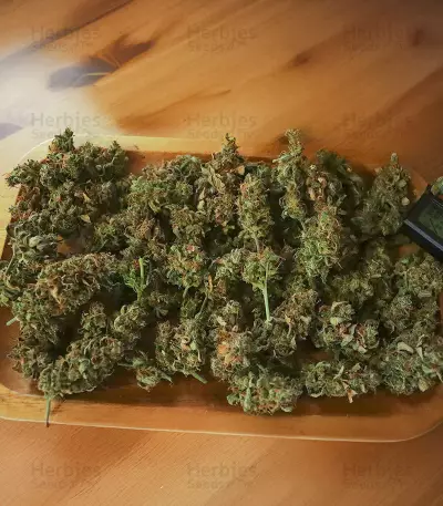 Somango XXL (Nirvana Seeds) Cannabis-Samen