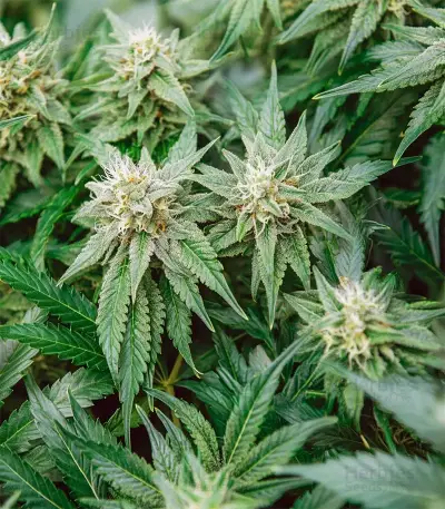 Amnesia Haze XL (Zambeza Seeds) Cannabis-Samen