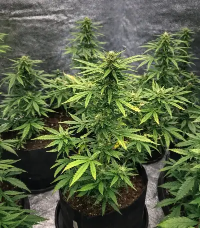 Auto Purple Dawg Mass (Critical Mass Collective Seeds) Cannabis-Samen