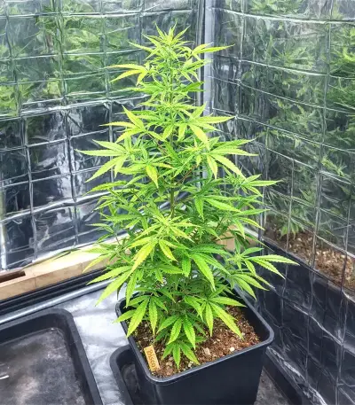 Biscotti Auto (Green House Seeds)