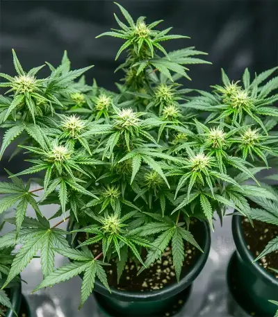Blueberry Auto (Zambeza Seeds) Cannabis-Samen